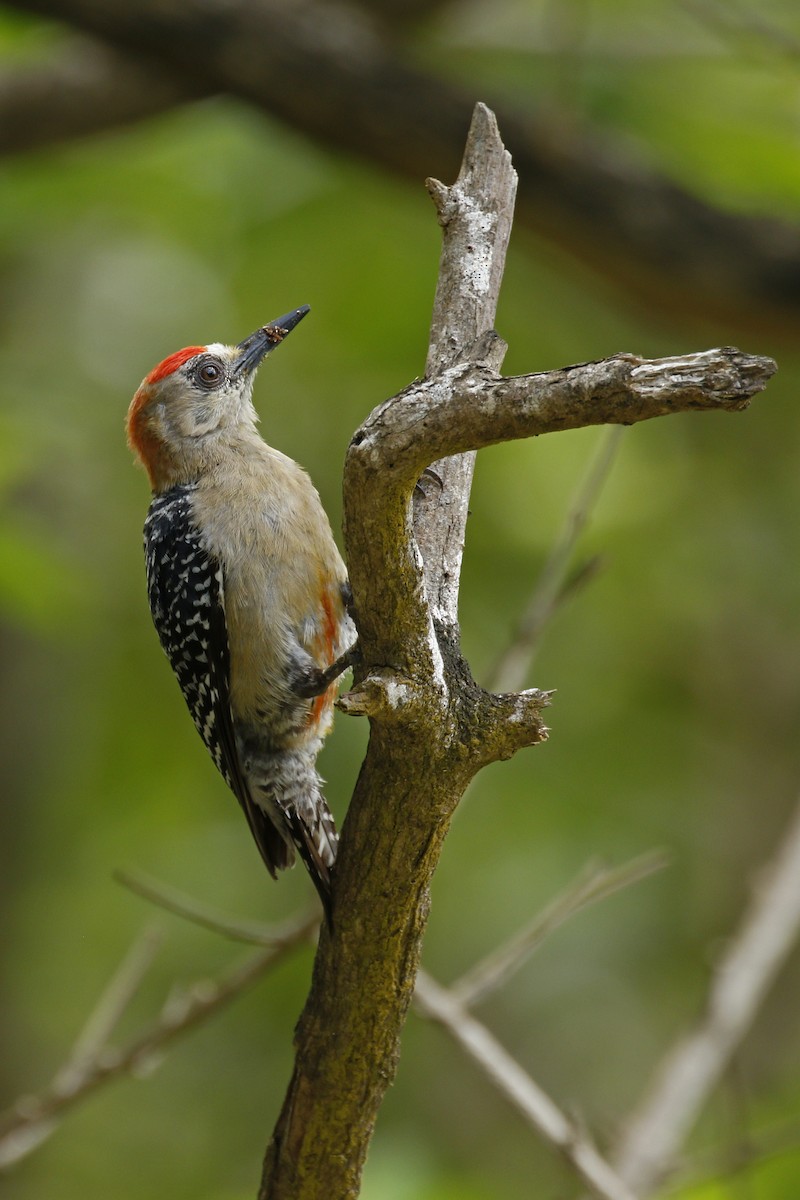 Red-crowned Woodpecker - Adam Bowley