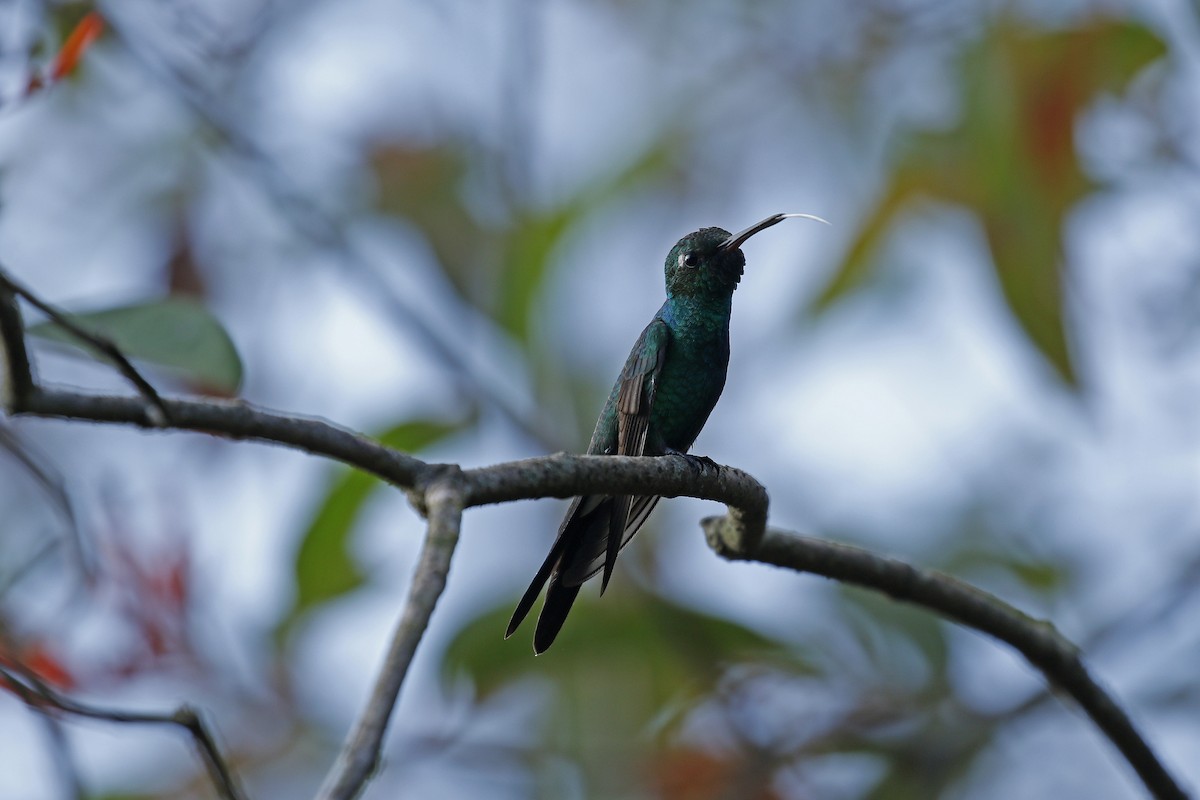 kolibřík kubánský - ML205391811