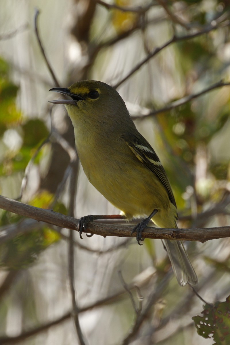 Thick-billed Vireo - Adam Bowley