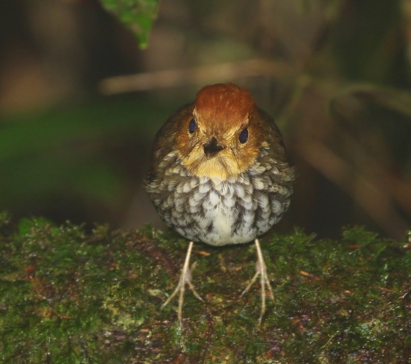 Scallop-breasted Antpitta - ML205392281