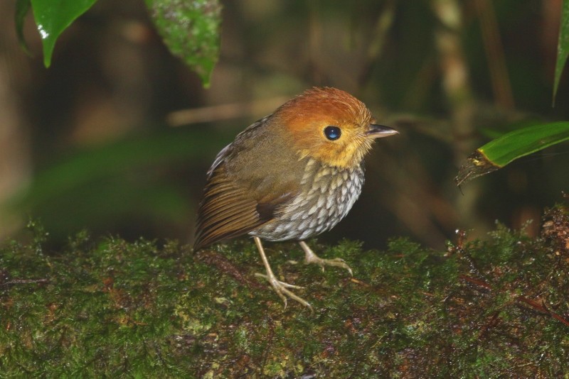 Scallop-breasted Antpitta - ML205392291