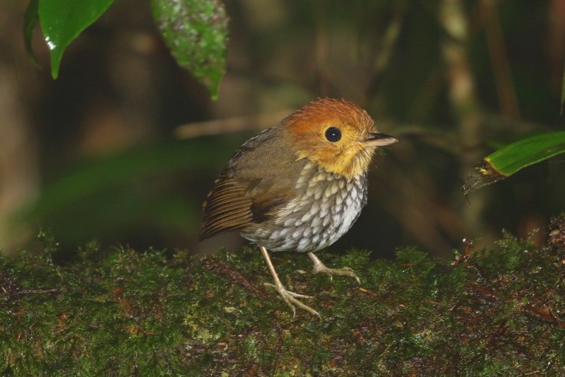 Scallop-breasted Antpitta - ML205392301