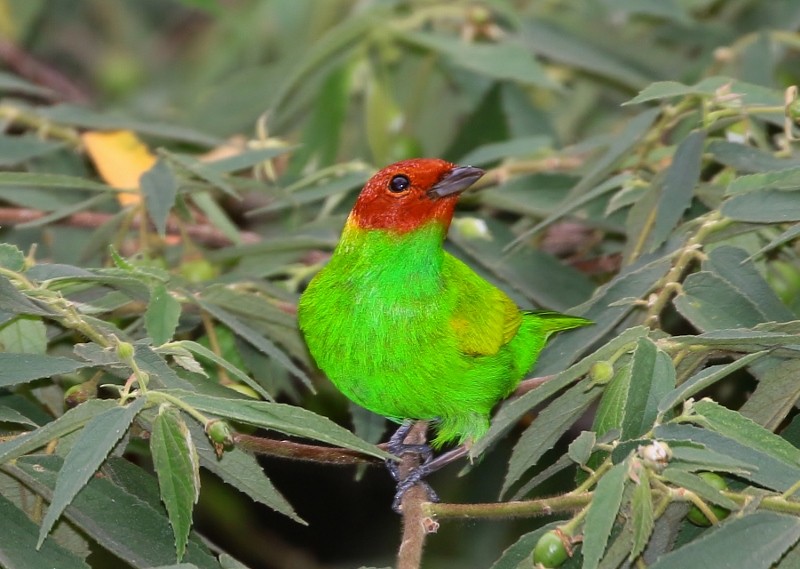 Bay-headed Tanager - ML205392501