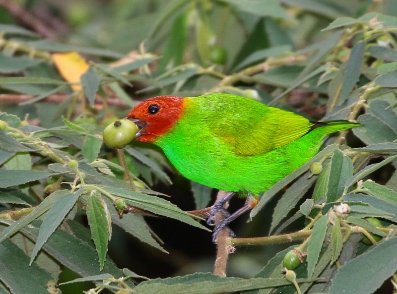 Bay-headed Tanager - ML205392511