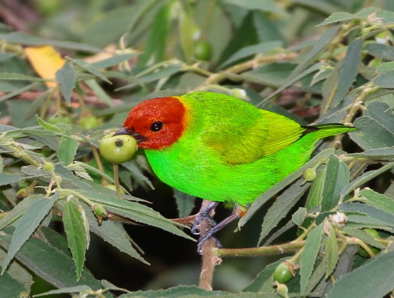 Bay-headed Tanager - ML205392521