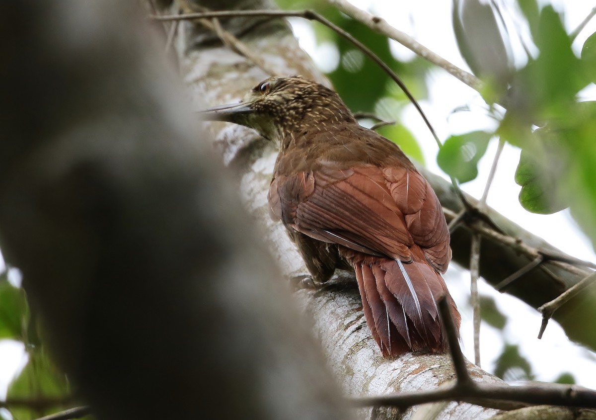 Strong-billed Woodcreeper (Andean/Northern) - ML205392741