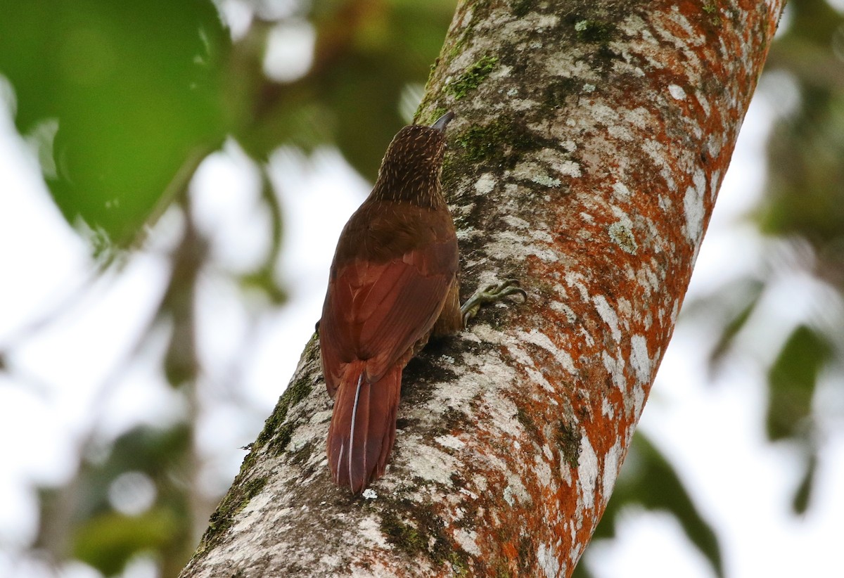 Strong-billed Woodcreeper (Andean/Northern) - ML205392751