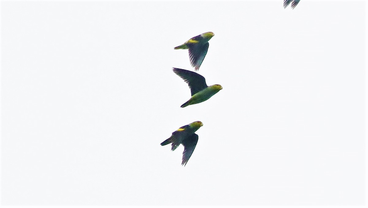 Lilac-tailed Parrotlet - Margareta Wieser