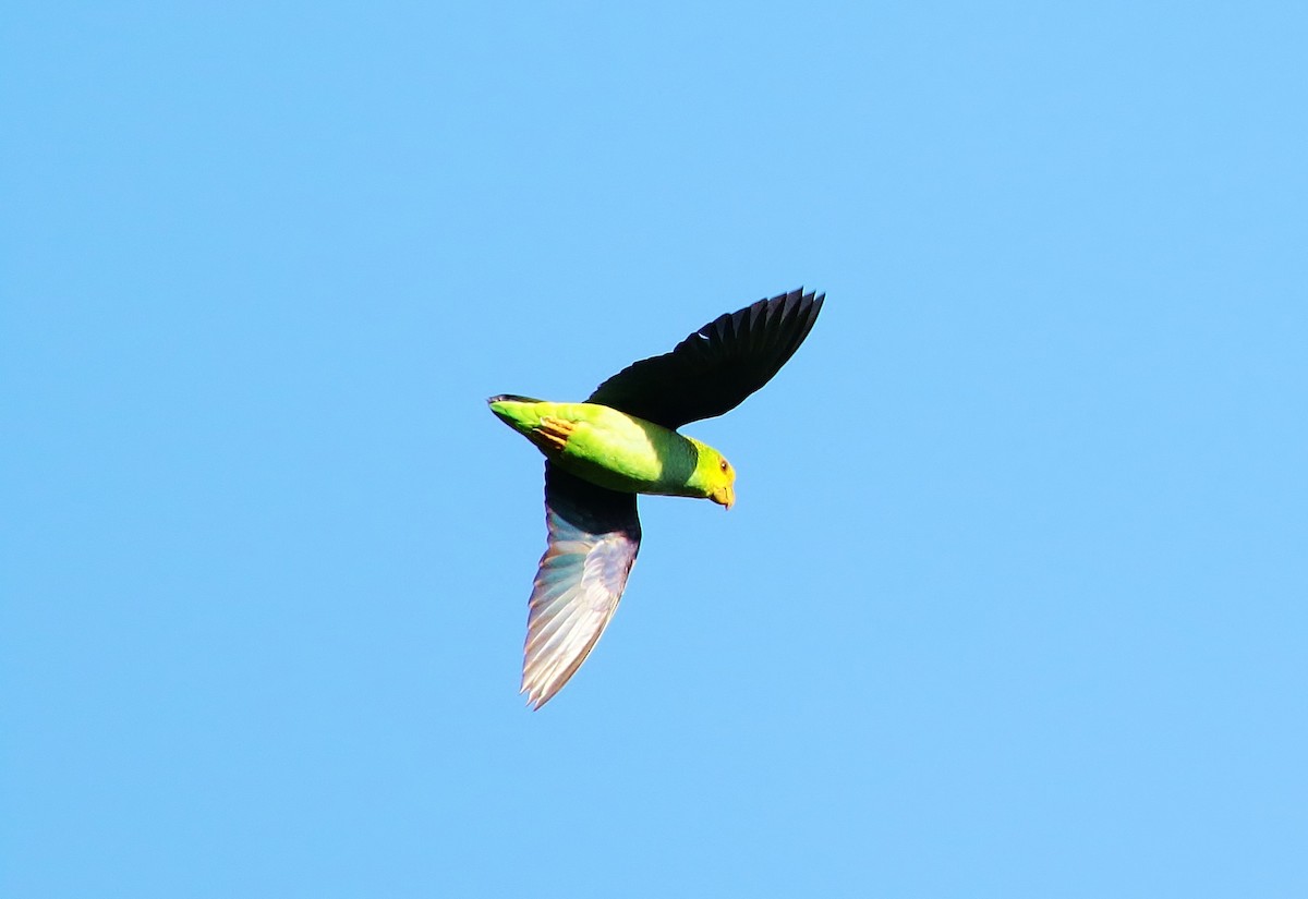 Lilac-tailed Parrotlet - ML205393231