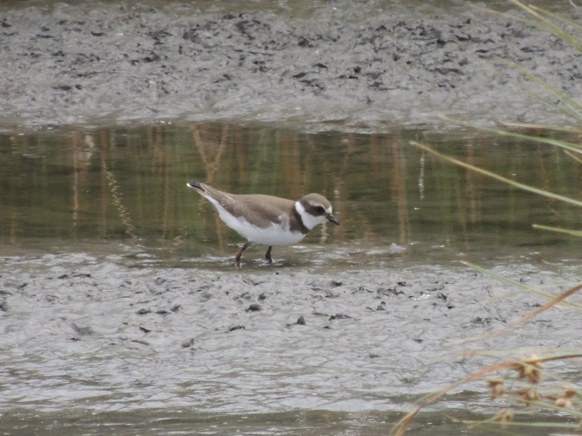 Semipalmated Plover - Ginny Culver