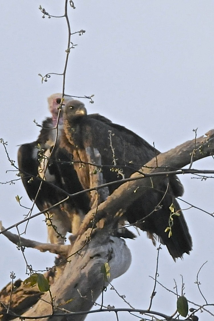 White-headed Vulture - Theresa Bucher