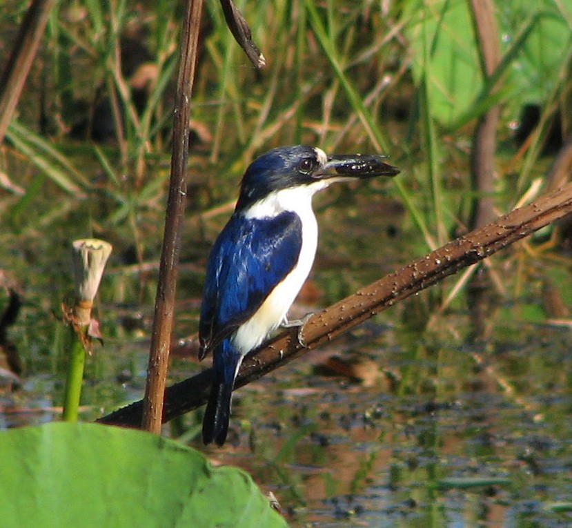 Forest Kingfisher - Gustavo A. Rodriguez