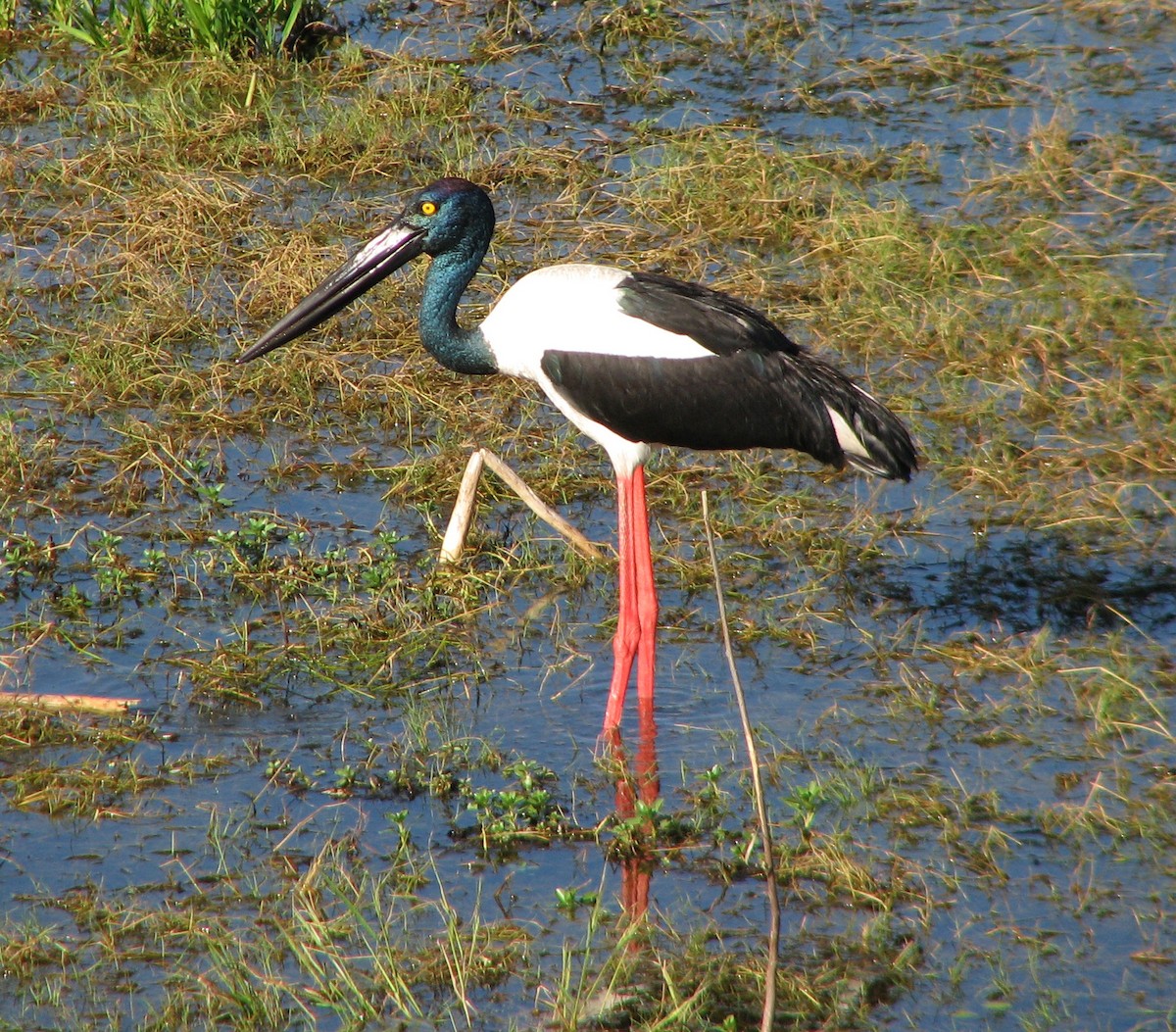 Black-necked Stork - Gustavo A. Rodriguez