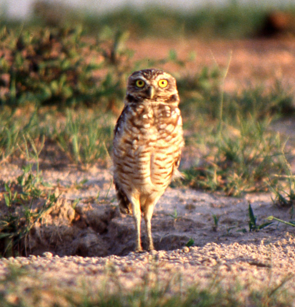 Burrowing Owl (guadeloupensis Group) - Gustavo A. Rodriguez