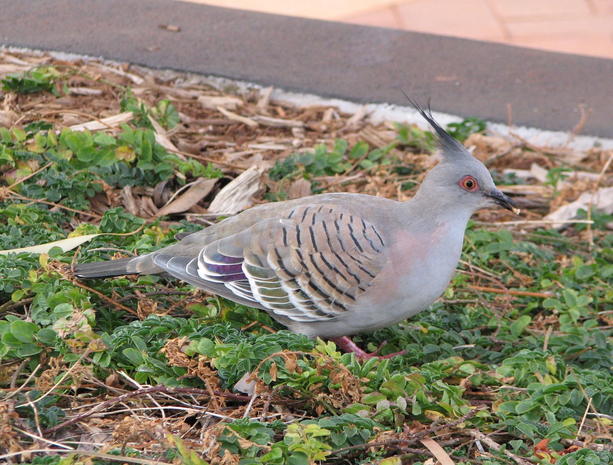 Crested Pigeon - Gustavo A. Rodriguez