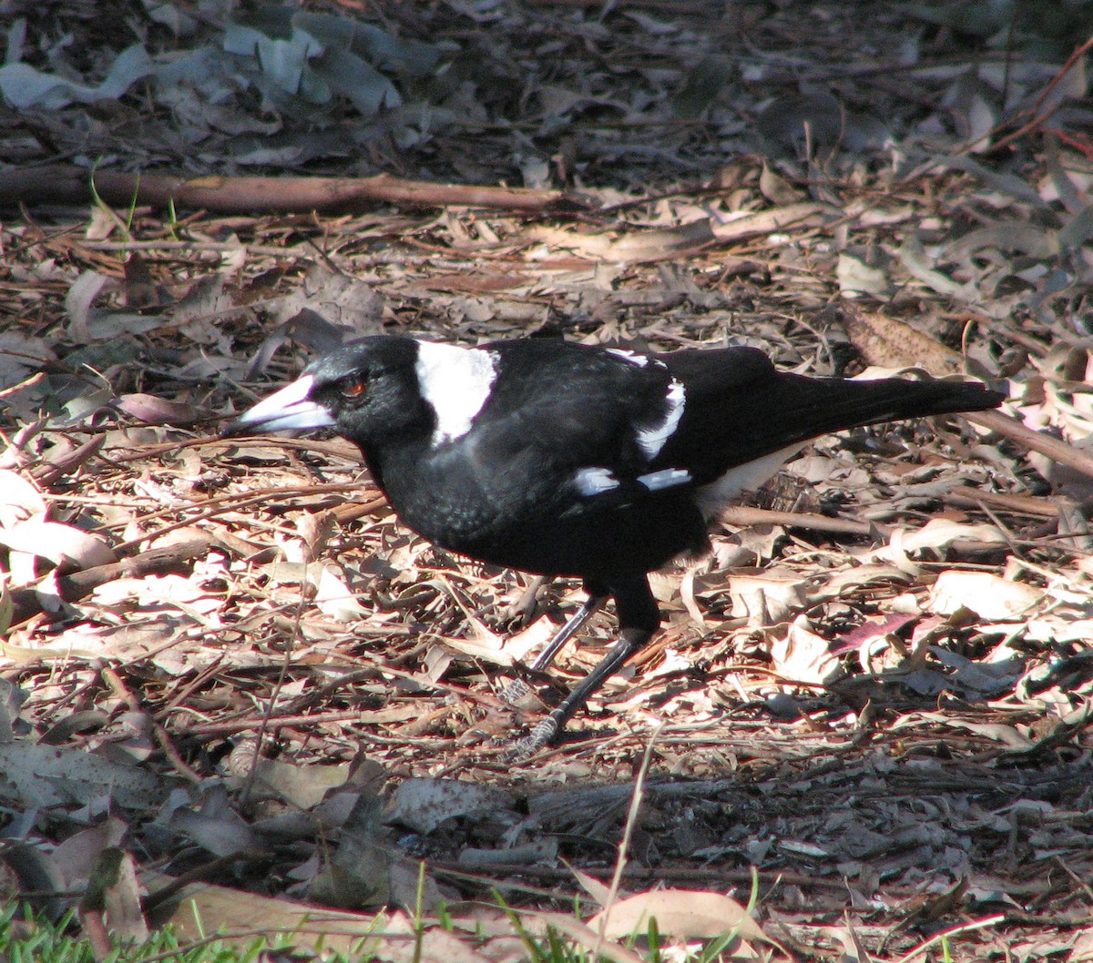 Australian Magpie (Black-backed) - ML205394291