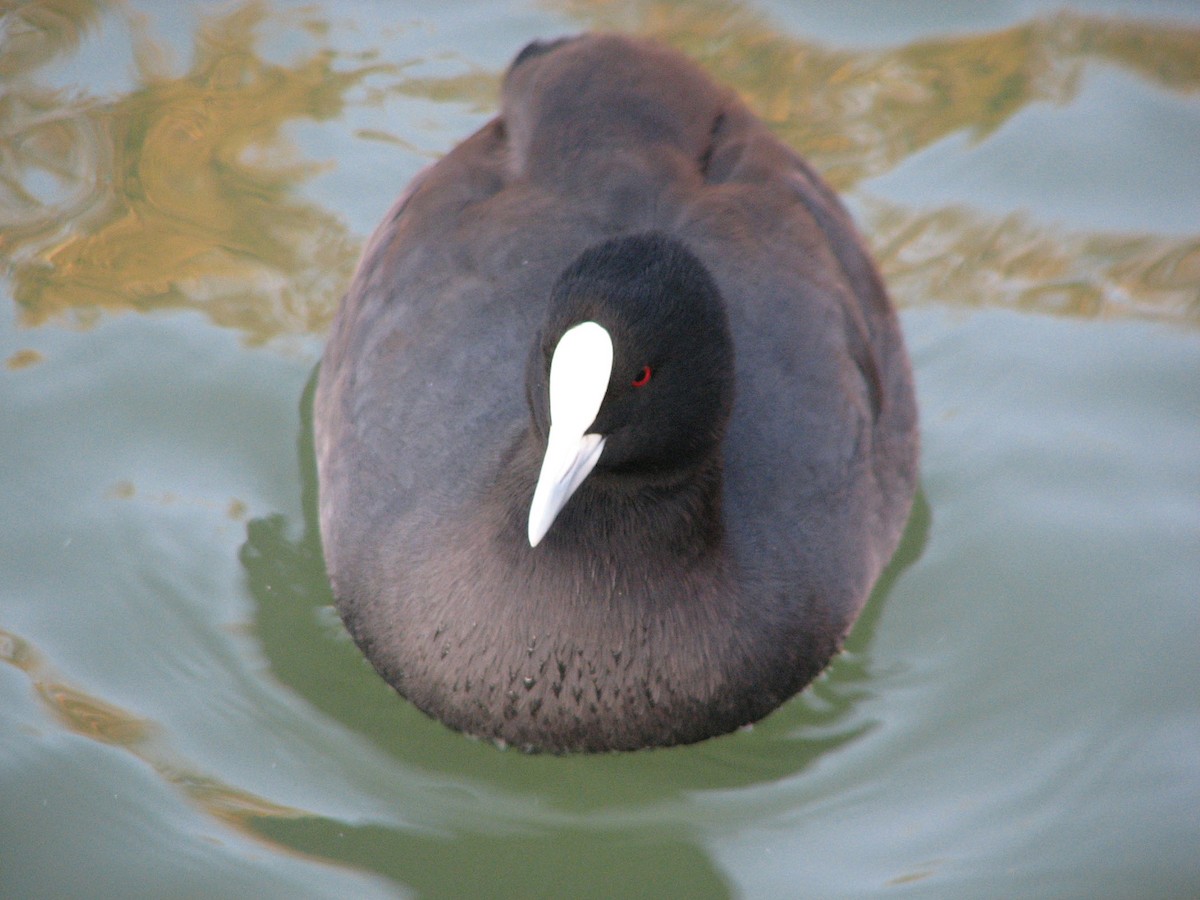 Eurasian Coot - Gustavo A. Rodriguez