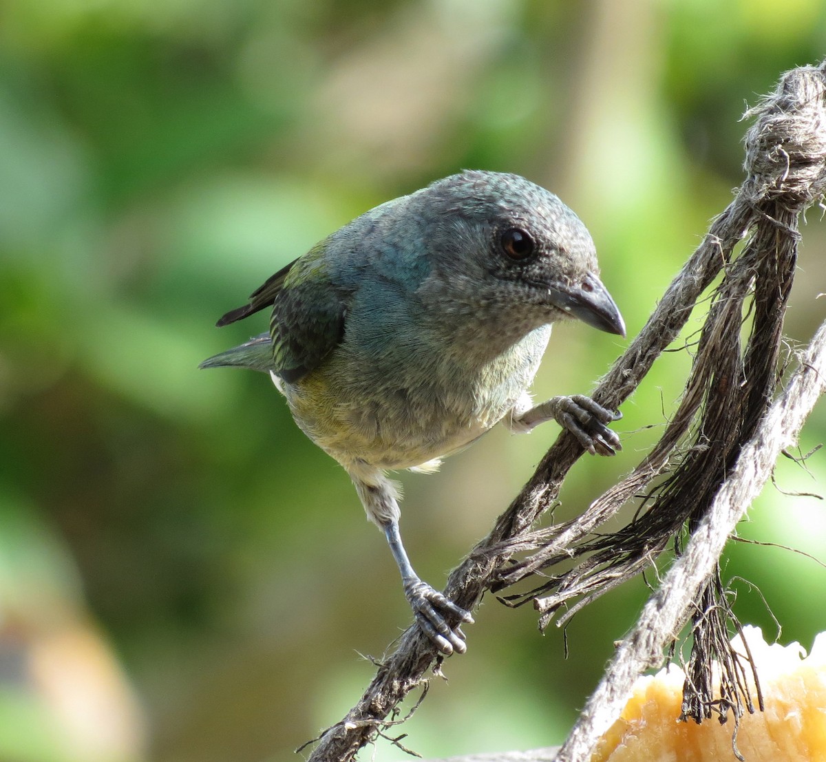Black-headed Tanager (Black-headed) - Gustavo A. Rodriguez