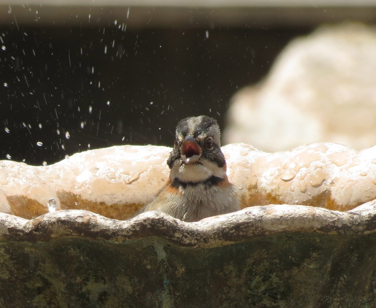 Rufous-collared Sparrow (Rufous-collared) - ML205394441