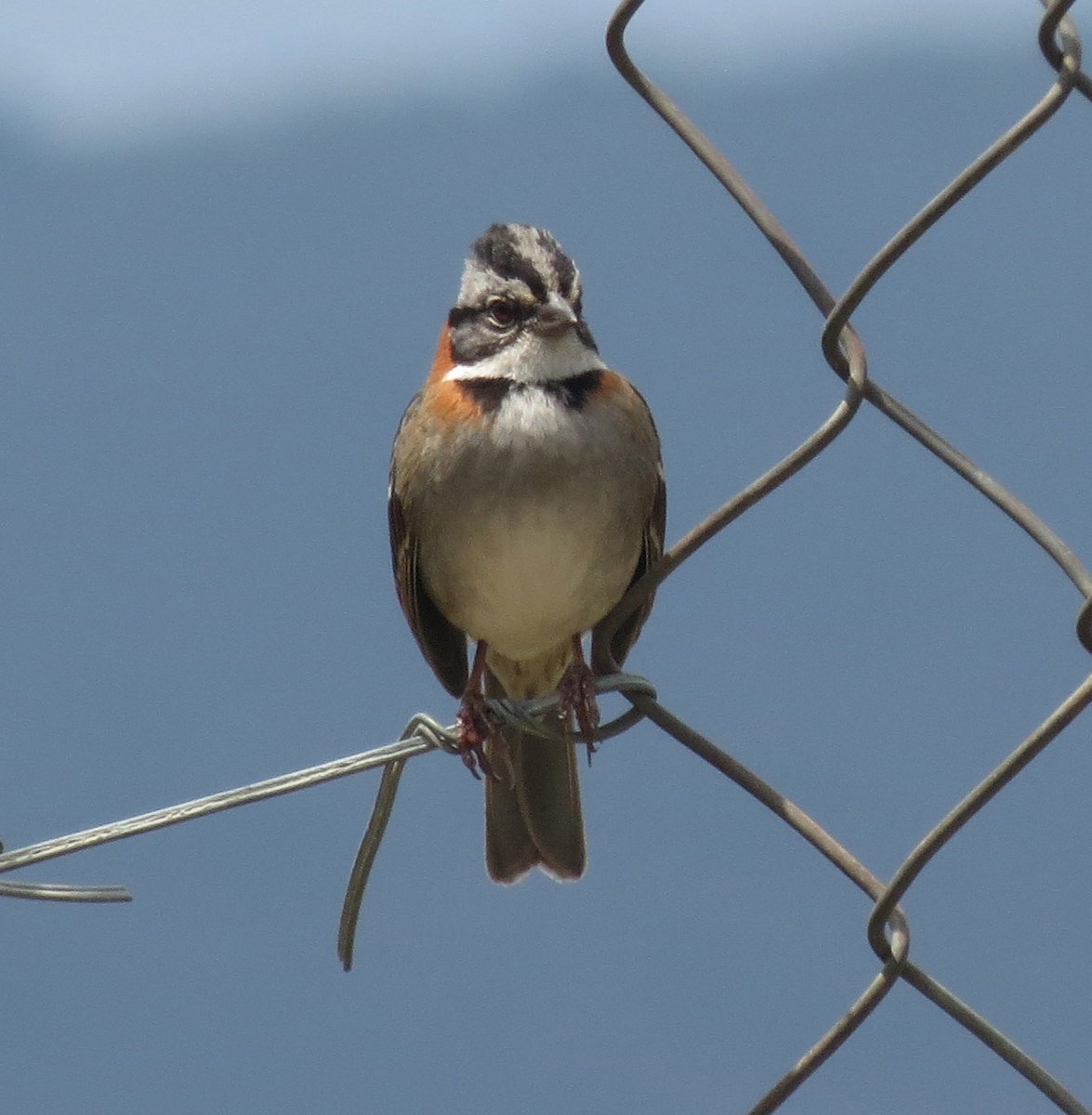 Rufous-collared Sparrow (Rufous-collared) - ML205394451