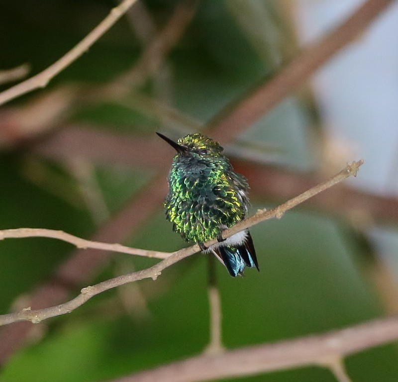 Blue-tailed Emerald - ML205394641