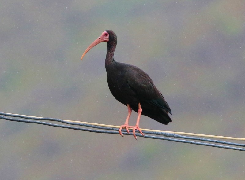 ibis tmavý - ML205394771