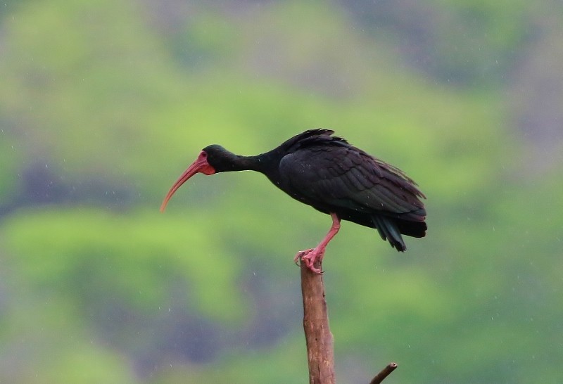 ibis tmavý - ML205394781
