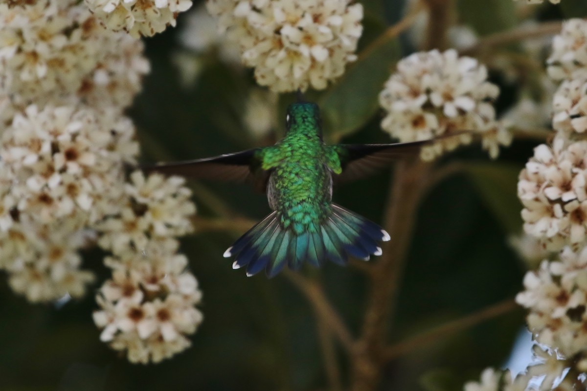 Violet-headed Hummingbird - ML205395131