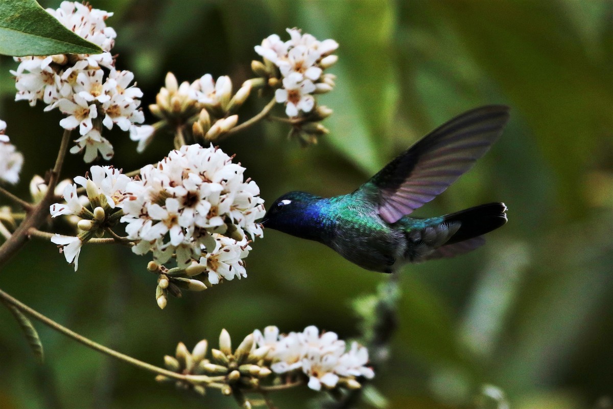 Violet-headed Hummingbird - ML205395151