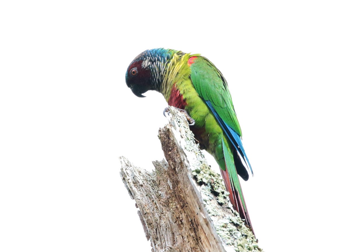 Painted Parakeet (Venezuelan) - ML205395171