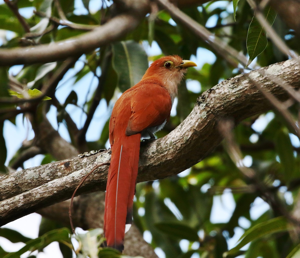 Squirrel Cuckoo (Amazonian) - Margareta Wieser