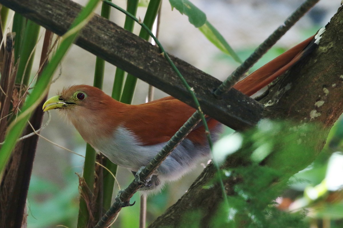 Squirrel Cuckoo (Amazonian) - Margareta Wieser