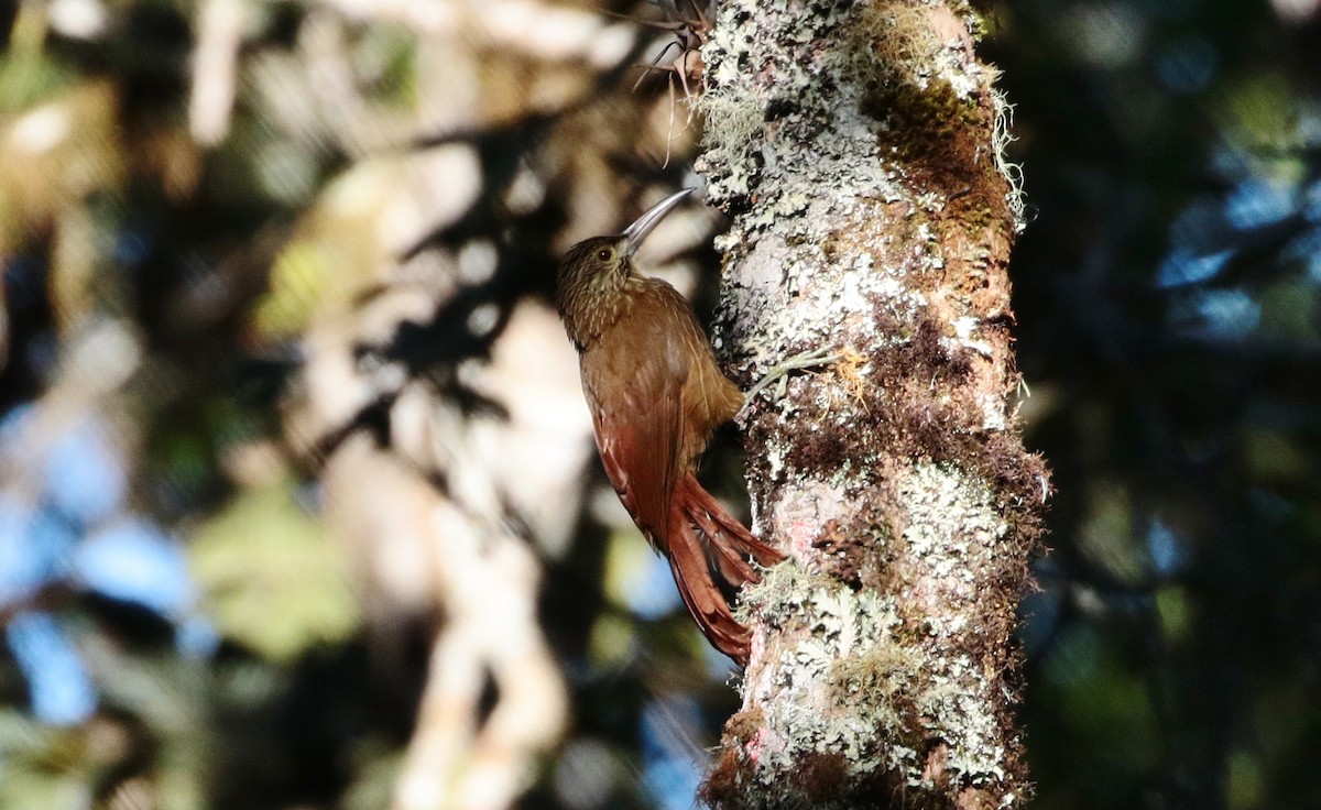 Strong-billed Woodcreeper (Andean/Northern) - ML205395351