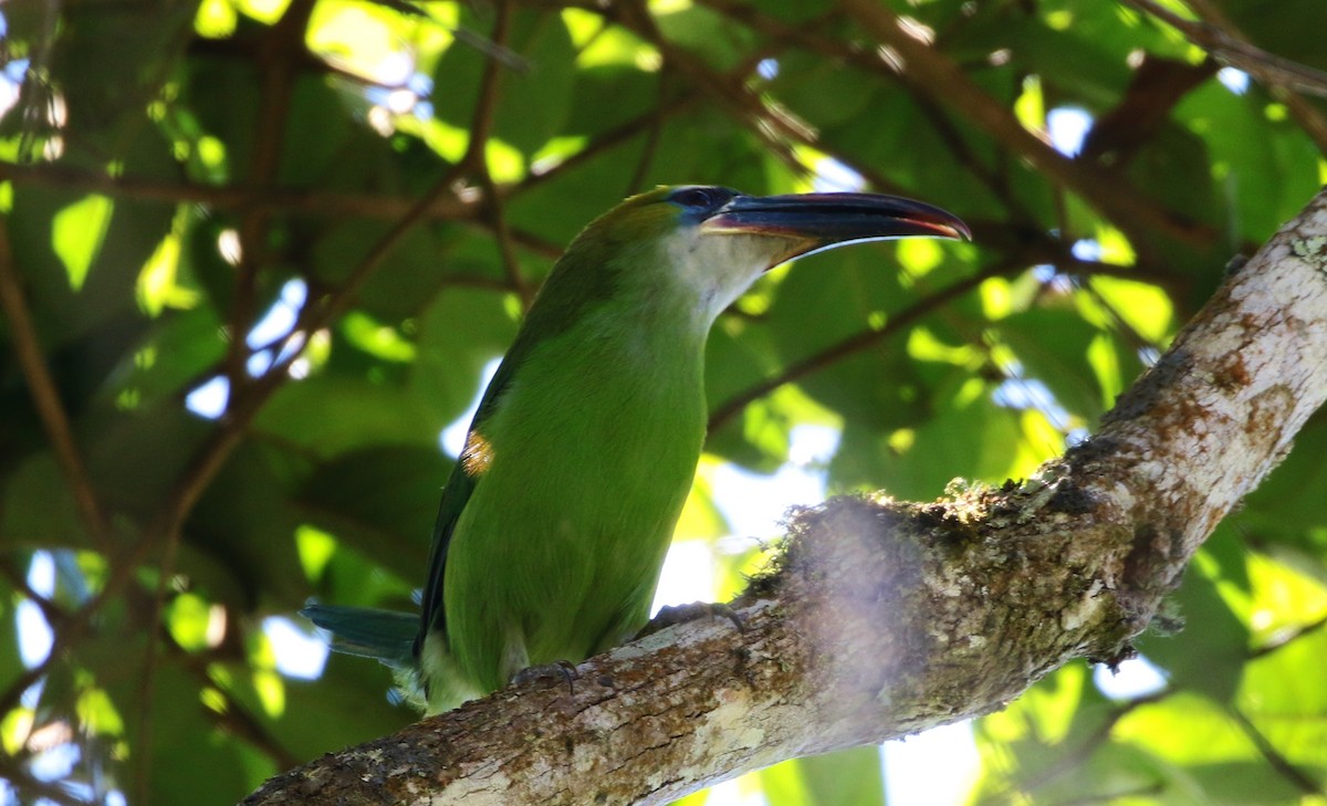 Groove-billed Toucanet (Groove-billed) - ML205395421