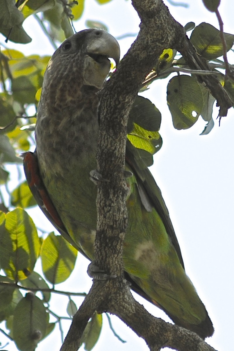 Brown-necked Parrot (Gray-headed) - ML205395961