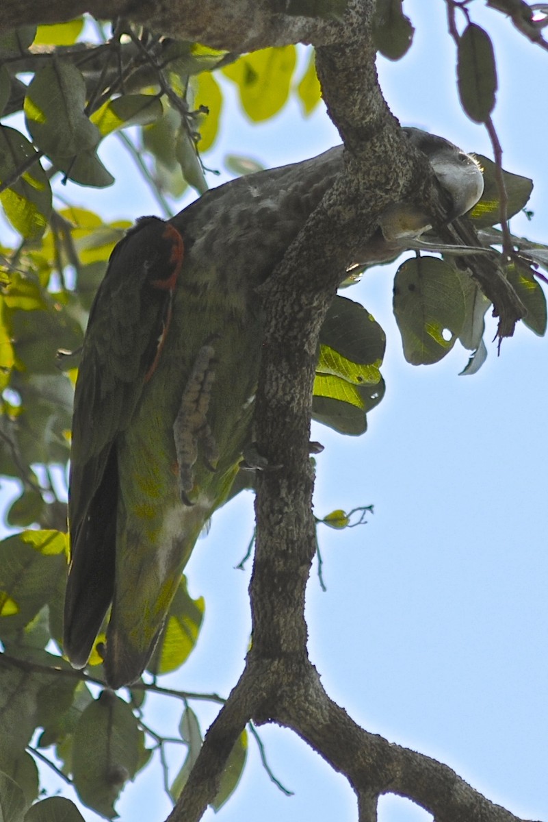 Brown-necked Parrot (Gray-headed) - ML205395971