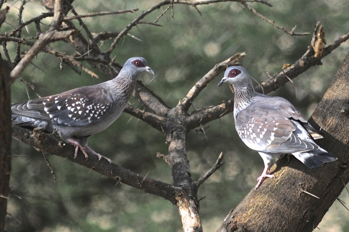 Speckled Pigeon - Theresa Bucher