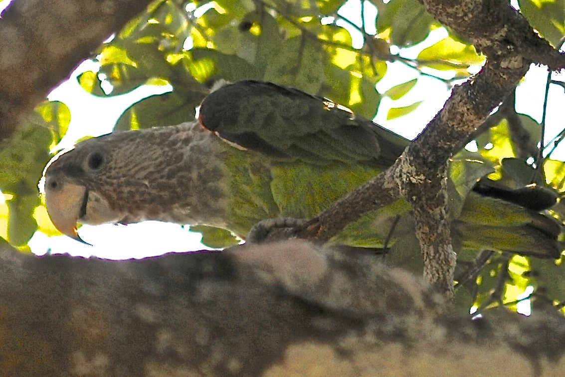 Brown-necked Parrot (Gray-headed) - ML205396291