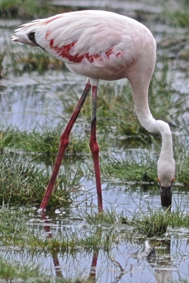 Lesser Flamingo - Theresa Bucher