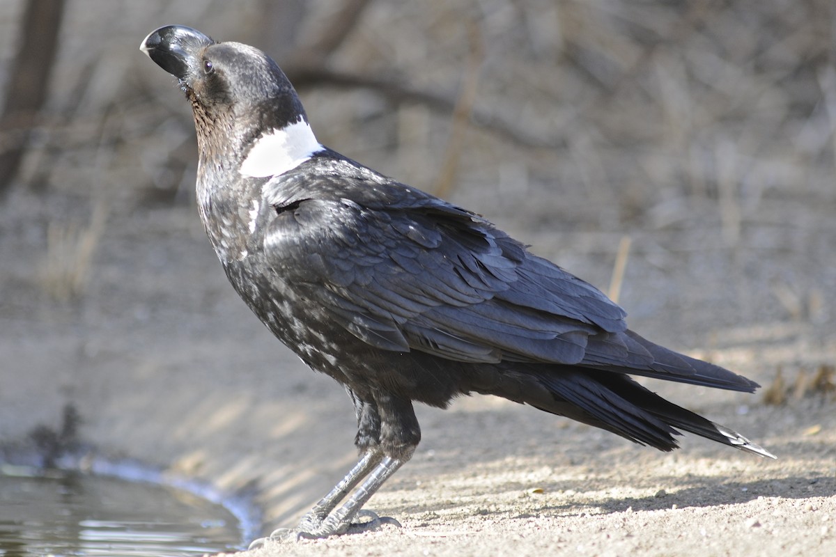 White-necked Raven - Theresa Bucher