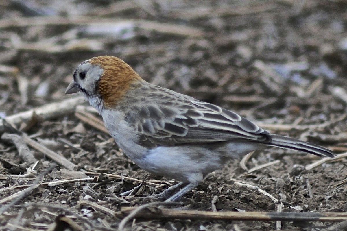 Speckle-fronted Weaver - ML205396441