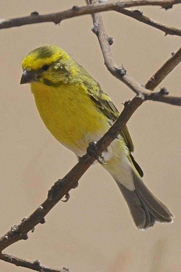 White-bellied Canary - ML205396501