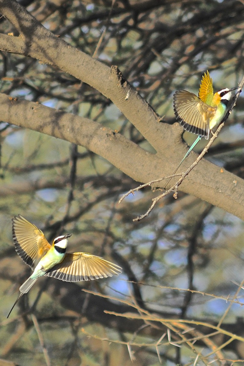 White-throated Bee-eater - ML205396541