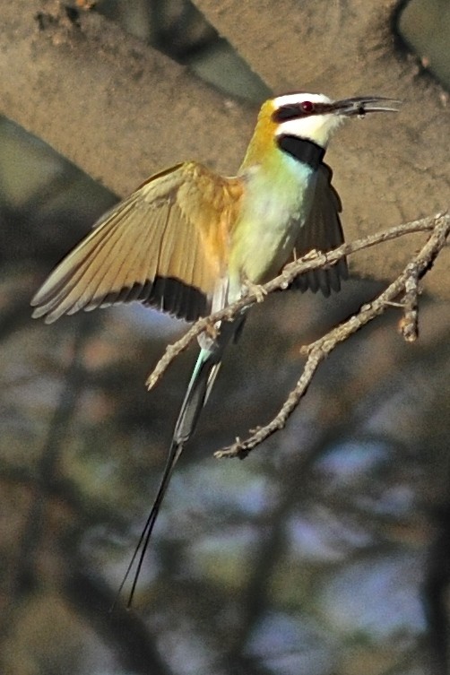 White-throated Bee-eater - ML205396551