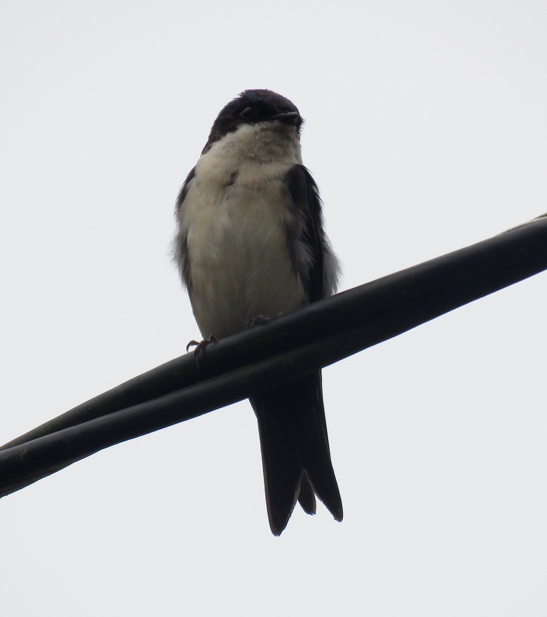 Blue-and-white Swallow (cyanoleuca) - ML205396571