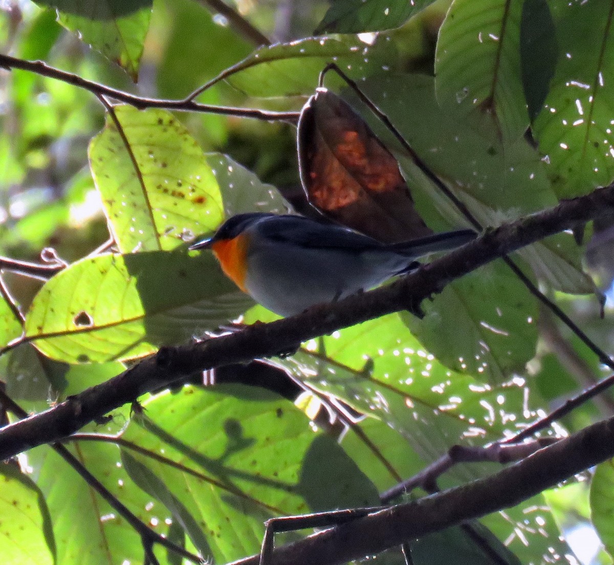 Flame-throated Warbler - Gustavo A. Rodriguez