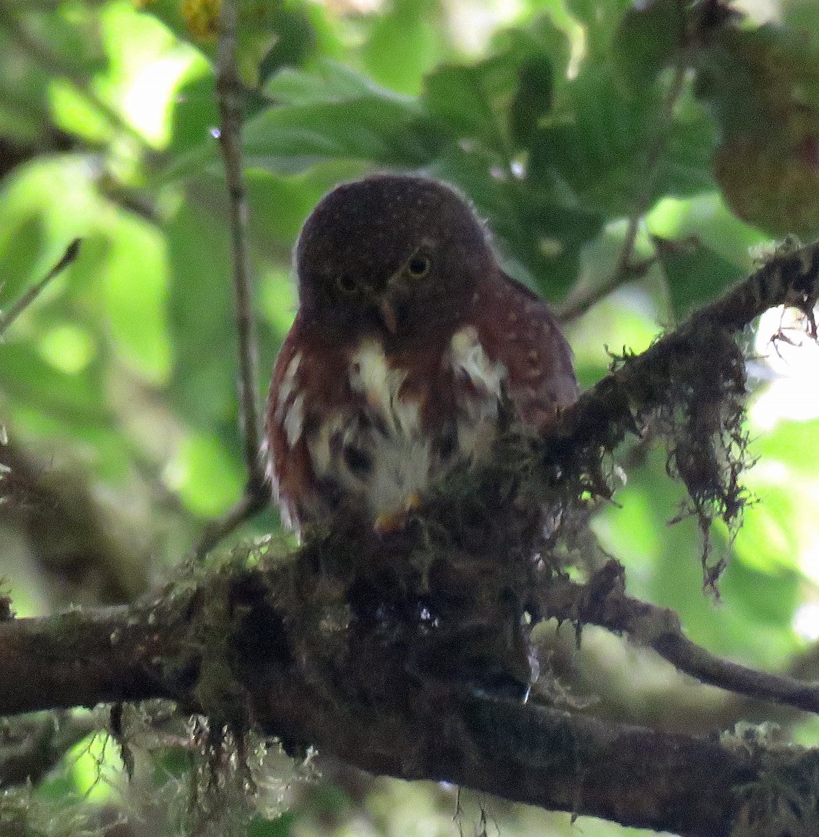 Costa Rican Pygmy-Owl - ML205396641