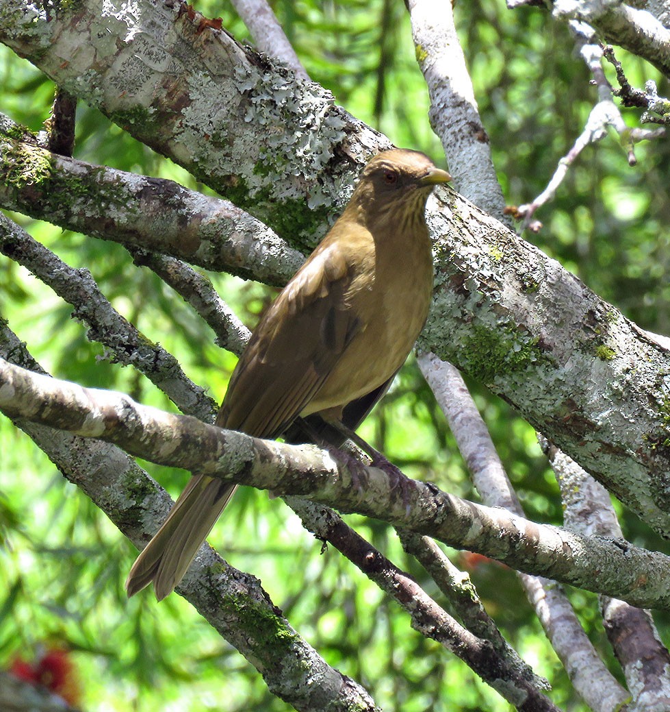 Clay-colored Thrush - Gustavo A. Rodriguez