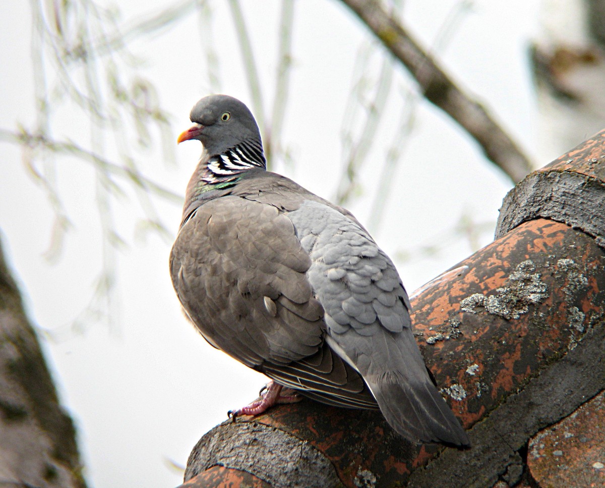 Common Wood-Pigeon (White-necked) - Gustavo A. Rodriguez