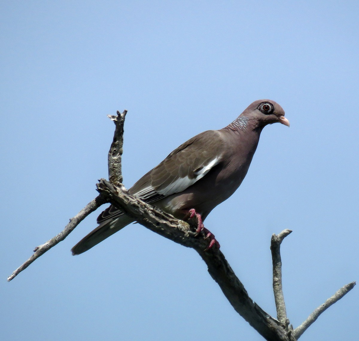 Bare-eyed Pigeon - Gustavo A. Rodriguez